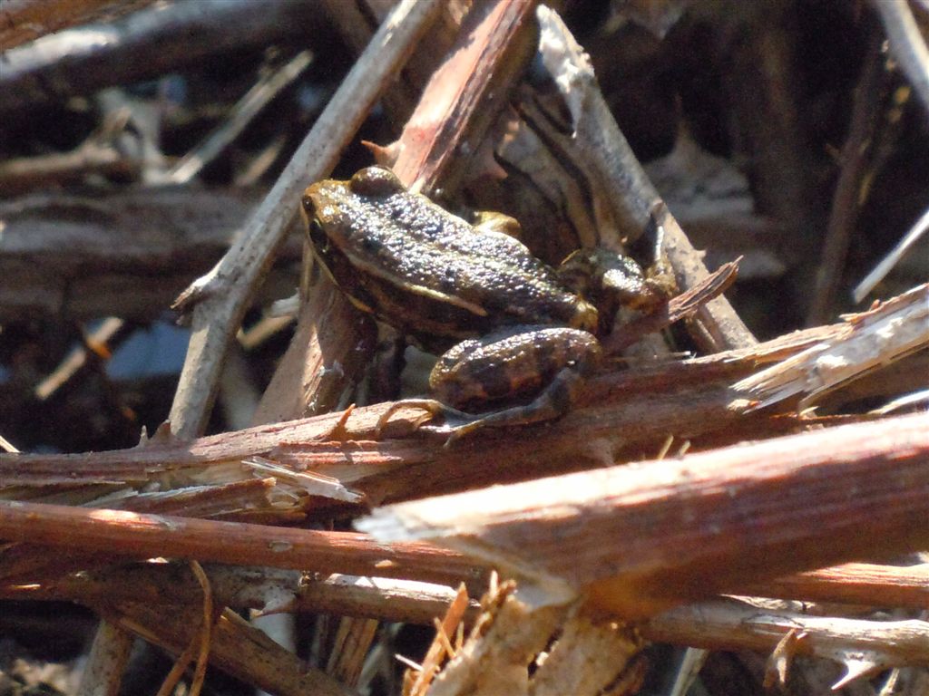 Rana da identificare - Pelophylax sp. (prov. Napoli)